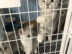 -喵的天空名猫咖啡馆·撸猫·猫舍·用品