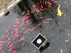 -九尺赵老四鲜鹅肠火锅