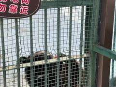 -横道河子东北虎林园