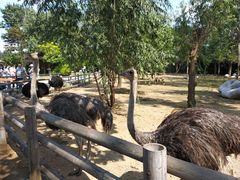 -大连森林动物园