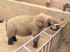 -西霞口神雕山野生动物世界