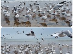 -栈桥海水浴场