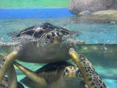 -苏州海洋馆