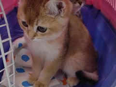 -北京观赏动物医院·24小时大型综合·猫专科·异宠专科