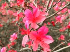 -木兰云雾山