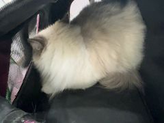 -四月宠物医院·猫专科·心脏专科·内科(转塘店)