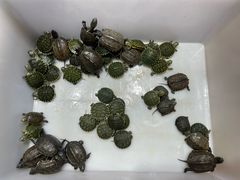 -双季花艺园艺市场(浦东店)