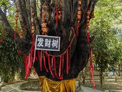 -瑞丽独树成林风景区