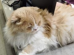 -睿金宠物医院·CT·肿瘤·骨外科