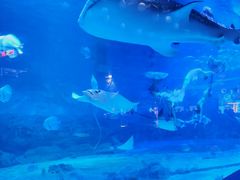 -烟台海昌鲸鲨海洋公园