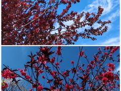 -武清南湖绿博园