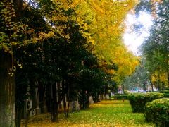 -四川大学(华西校区)