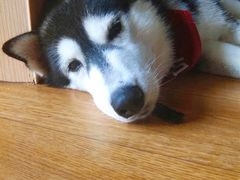 -Husky Go! 哈士奇体验馆·宠物咖啡厅狗咖