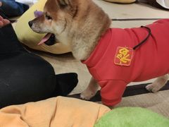 -逗柴咖啡屋·狗咖猫咖宠物桌游