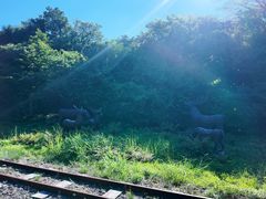 -济州森林小火车生态公园