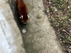 -合肥野生动物园