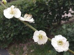 -香雪海