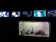 -烟台海昌鲸鲨海洋公园