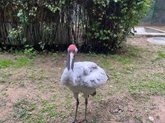 -青藏高原野生动物园