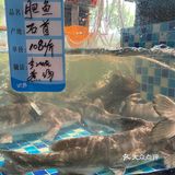 武汉吃鱼的天花板，胖胖渔村，做湖北鲜鱼馆33年