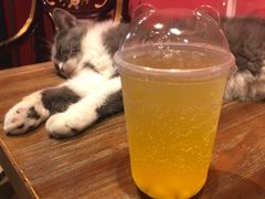-猫色咖啡·猫咖