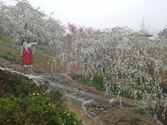 -秀丽东方