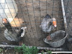 -意大利农场度假村