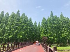 -黄海国家森林公园