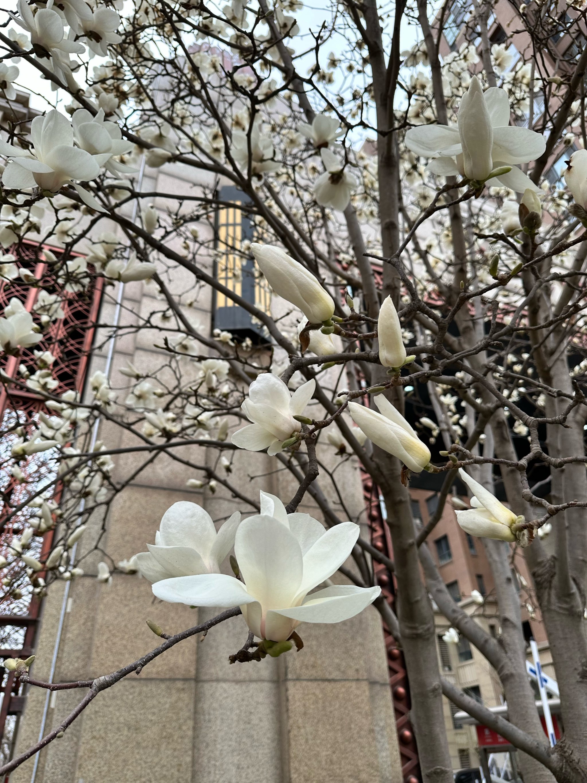 铁冲玉兰花谷节图片