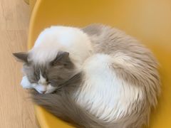 -有喵·猫咖·狗咖·30几只猫10只小狗(岗厦店)
