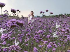 -北京东方普罗旺斯薰衣草庄园