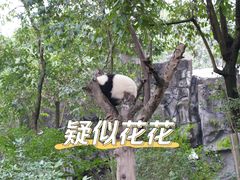 -成都大熊猫繁育研究基地