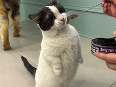 -安格丽娜·狗咖·猫咖羊驼咖(春熙路百盛商场店)