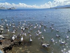 -青海湖国家重点风景名胜区
