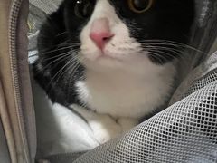 -中农国际动物医院24小时·猫科·骨科·急重症中心