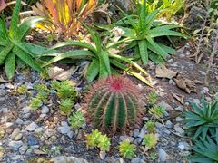 -西双版纳傣族园