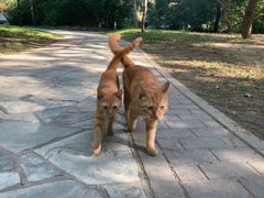 -徐家汇源景区-衡山公园