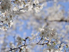 -陆家嘴中心绿地