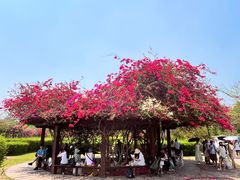 -中国科学院西双版纳热带植物园