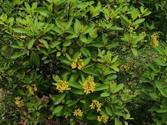 -东莞植物园