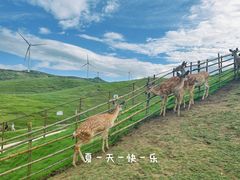 -仰天湖大草原