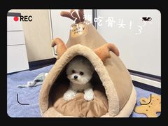 -帕帕拉兹宠物(亚洲旗舰店)