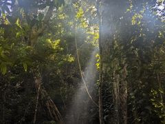 -西双版纳原始森林公园