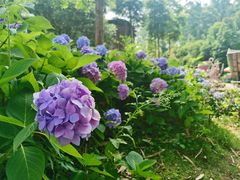 -都江堰玫瑰花溪谷