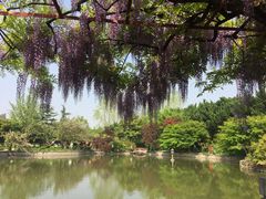 -嘉定紫藤园