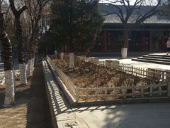 -文瀛公园
