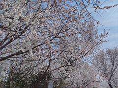 -桃花堤公园