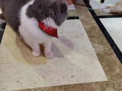 -猫色咖啡·猫咖