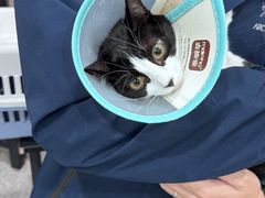 -四月宠物医院·猫专科·心脏专科·内科(转塘店)