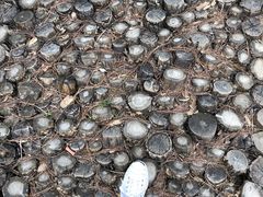 -鬼笑石后山停车场